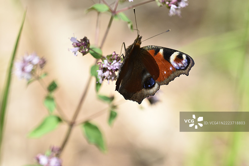 紫斑蝶在牛至上图片素材