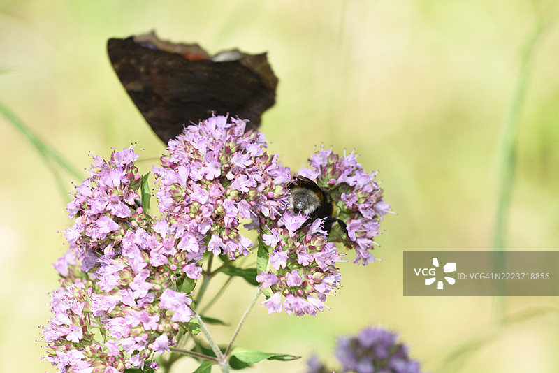 大黄蜂与紫苏上的红斑蝶图片素材