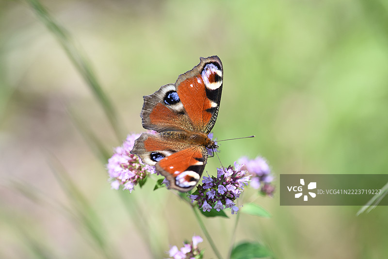 紫斑蝶在牛至上图片素材