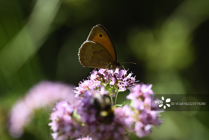 Maniola jurtina 在牛至上图片素材