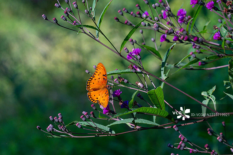 明亮的橙色海湾凤蝶与紫色花朵图片素材