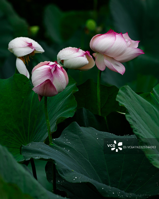 大朵粉色莲花上沾满雨滴图片素材