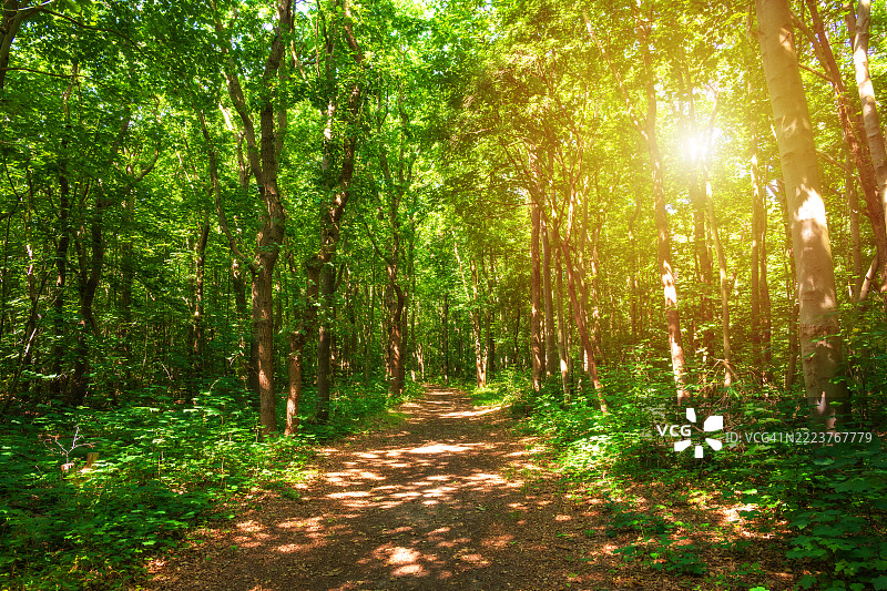 阳光照耀下的森林小径穿过绿色树林图片素材