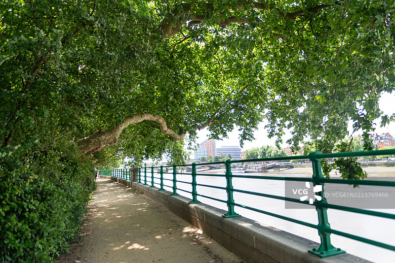 伦敦，英国，泰晤士河畔的主教公园，沿河的风景步道和骑行道被高大的悬铃木树荫覆盖。图片素材
