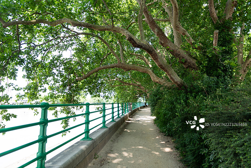 伦敦，英国，泰晤士河沿岸的主教公园，树荫下的风景优美步行和骑行小道，周围是高大的梧桐树。图片素材