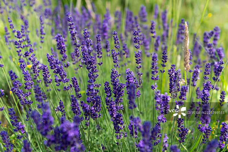 一朵薰衣草花的特写展示了细腻的紫色花瓣和微小的花苞，突显了自然在英国伦敦的精致之美。图片素材