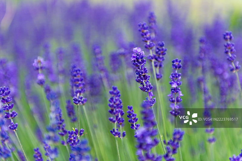 特写镜头展示了伦敦的薰衣草花朵，细长的花瓣和散发香气的花蕾在微风中轻轻摇曳。图片素材