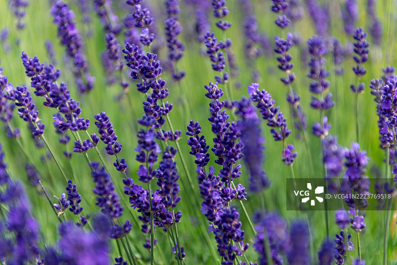 特写镜头展示了伦敦的薰衣草花朵，细长的花瓣和散发香气的花蕾在微风中轻轻摇曳。图片素材