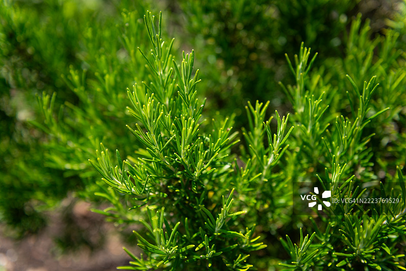 一丛迷迭香的特写展示了细长的绿色茎和针状叶子，散发着香气的草药花园。图片素材