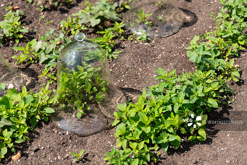 一个玻璃钟形罩覆盖着年轻的蔬菜植物，保护它们免受寒冷和害虫的侵害，位于英格兰的花园床中。图片素材