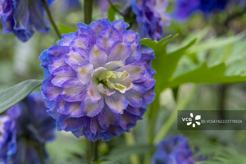 高山飞燕草 '高地波莱罗' 花图片素材