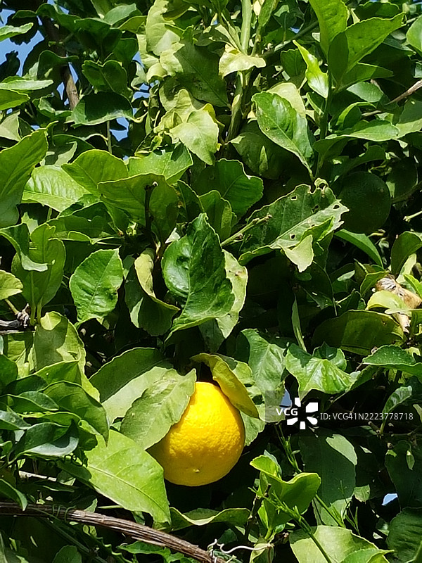 阳光下成熟的橙子挂在橙树上图片素材