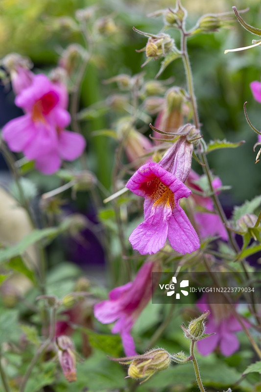 华尔伯顿的魔法龙（Rehmannia 'Walberton's Magic Dragon'）花图片素材