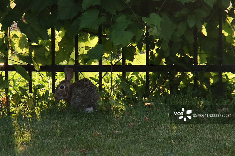 花园里的兔子图片素材