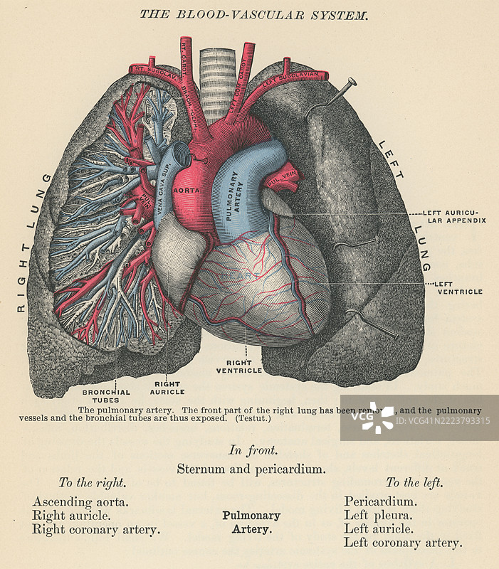 旧版雕刻插图显示肺动脉干或主肺动脉，这是一条将缺氧血液从心脏右心室输送到肺部的大动脉。图片素材