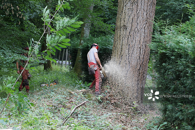 法国塞纳-马恩的树木砍伐图片素材