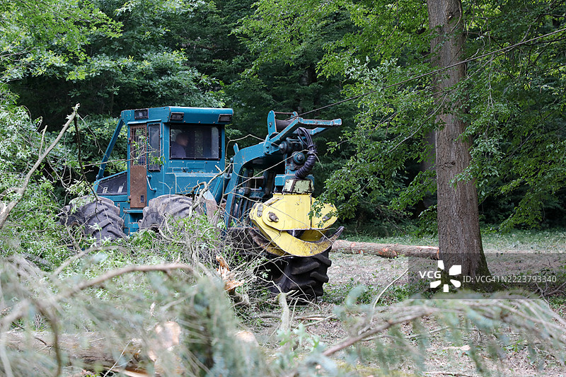 法国塞纳-马恩的树木砍伐图片素材