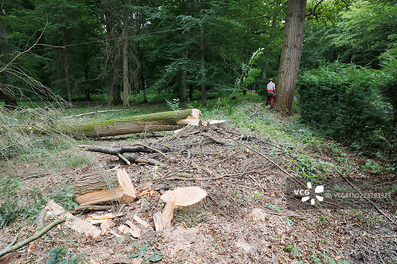 法国塞纳-马恩的树木砍伐图片素材