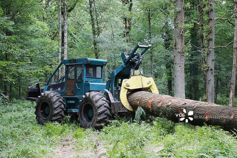 法国塞纳-马恩的树木砍伐图片素材