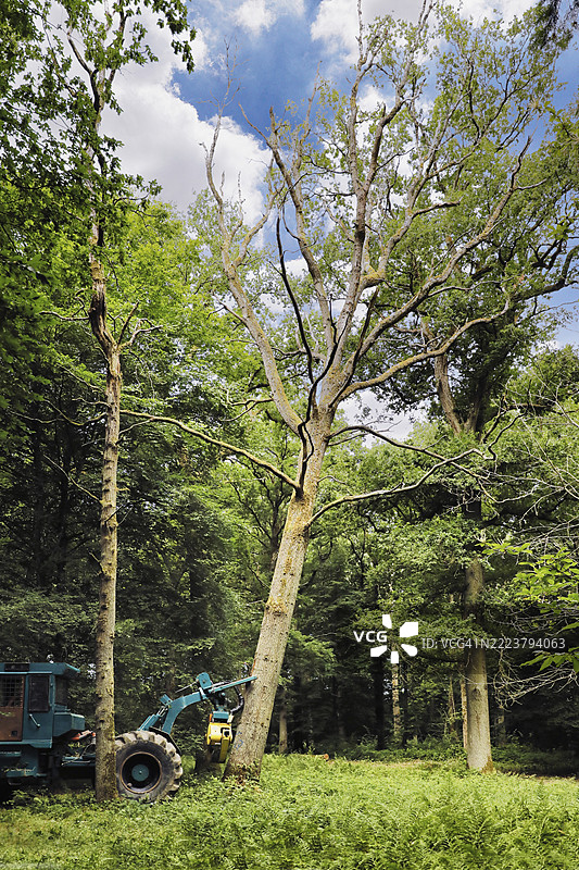 法国塞纳-马恩的树木砍伐图片素材
