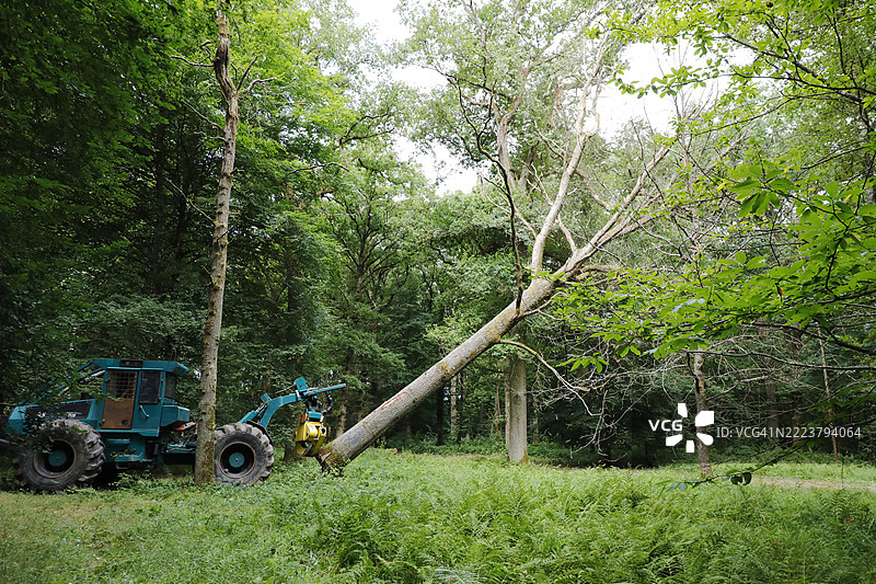 法国塞纳-马恩的树木砍伐图片素材