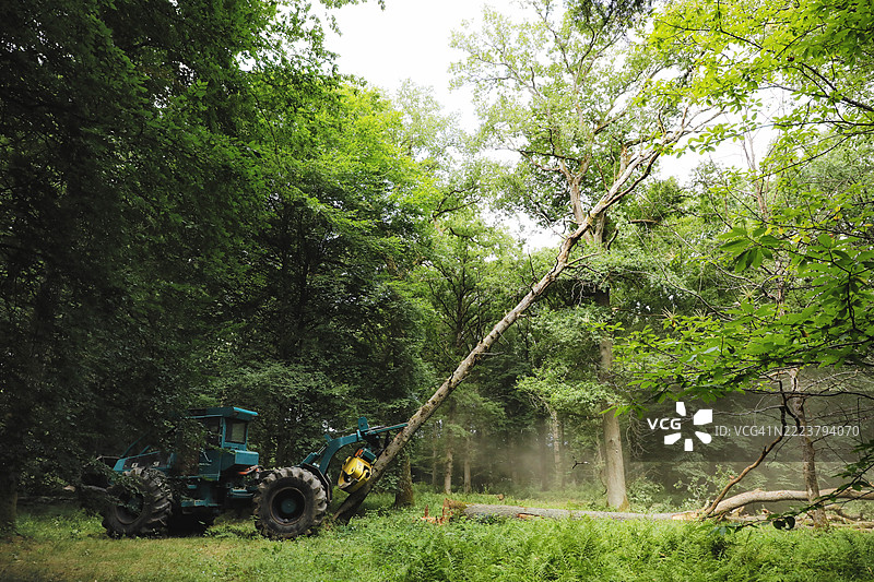 法国塞纳-马恩的树木砍伐图片素材