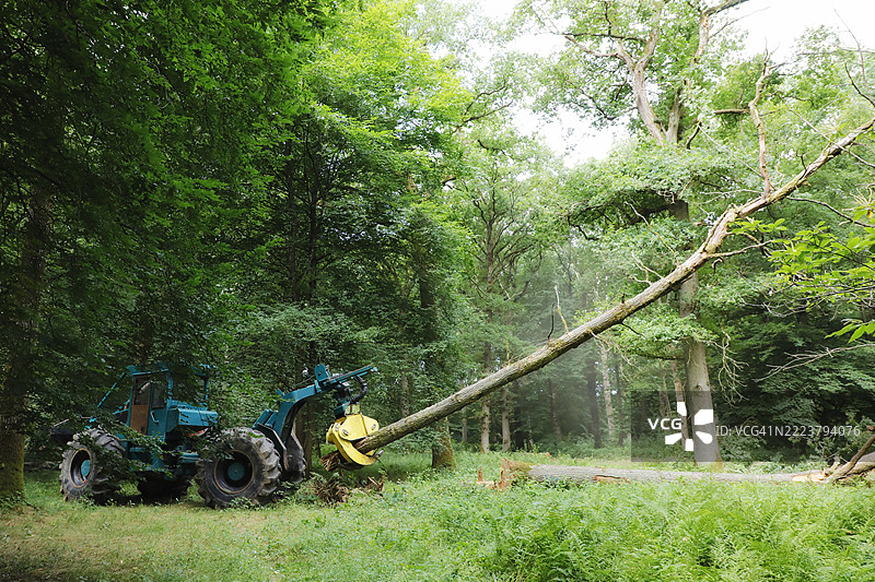 法国塞纳-马恩的树木砍伐图片素材