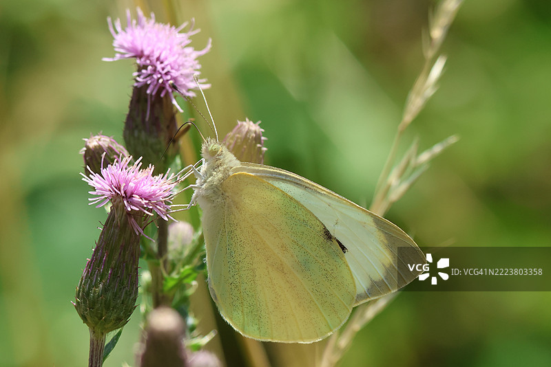 一只大白蝶（Pieris brassicae）在蓟花上吸 nectar。图片素材
