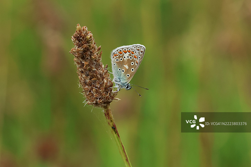 一只普通蓝蝶（Polyommatus icarus）栖息在草地上的植物上。图片素材