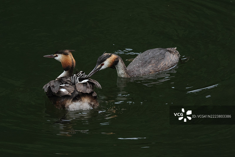 一只大斑头雁（Podiceps cristatus）在河上游泳，背上驮着三只小雏鸟。另一只父母雁游过来，嘴里叼着一条鱼，喂给一只小雏鸟。图片素材