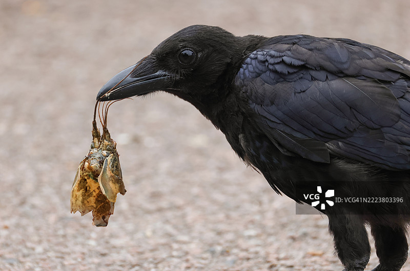 一只年轻的秃鹫，学名Corvus corone，嘴里叼着一只正在吃的淡水小龙虾头。图片素材