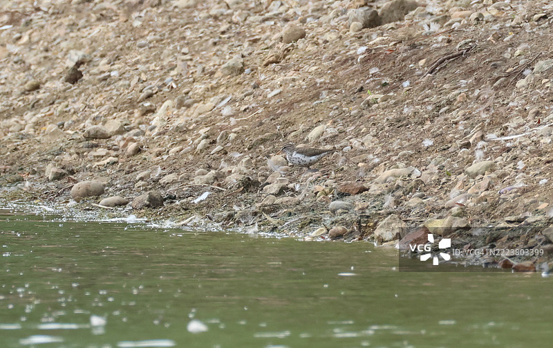 一只稀有的斑点沙鸻（Actitis macularius）在水库边缘觅食。图片素材