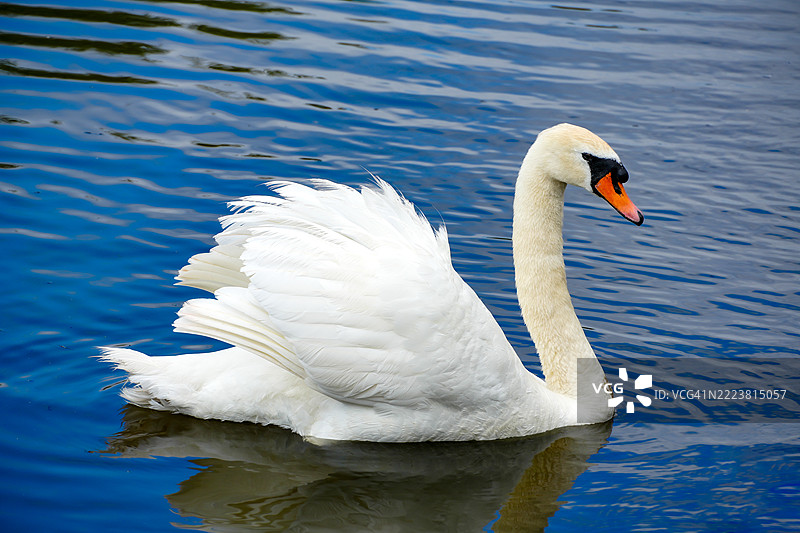 天鹅湖 白色羽毛 美丽的鸟 水中游泳图片素材