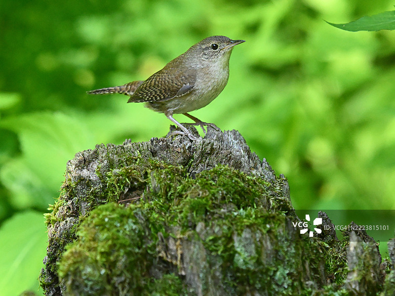 北方屋鹪鹩栖息在树桩上图片素材