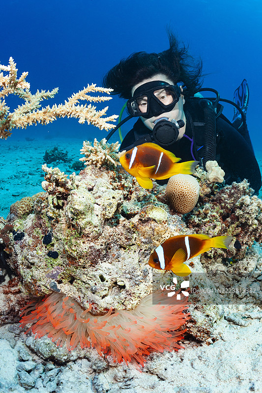 小丑鱼 - 海葵鱼和雌性，潜水员探索水下野生动物、珊瑚和热带鱼。图片素材