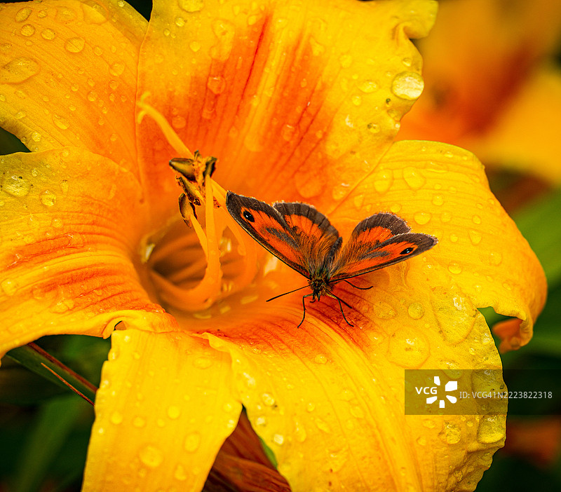 守门人蝴蝶停在百合花上图片素材