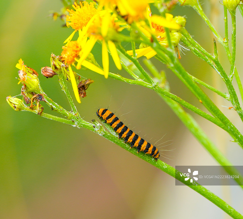 朱砂虫幼虫，黑色和黄色条纹图片素材