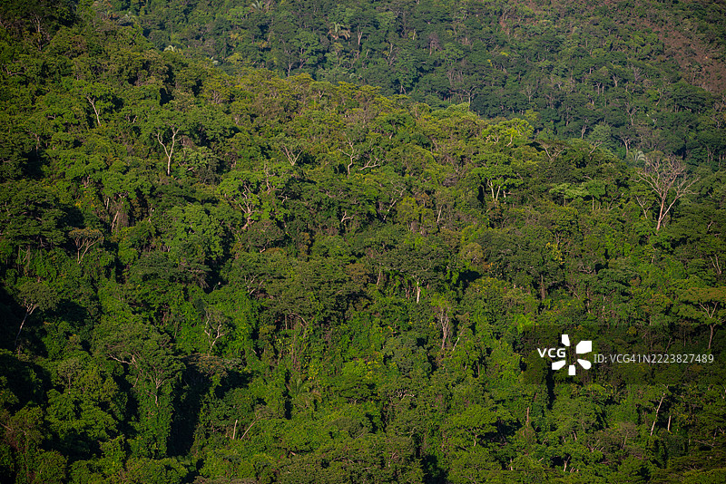 巴西的热带森林图片素材