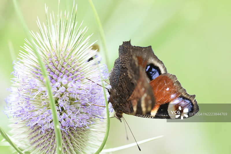 紫斑蝶栖息在大蓟上图片素材