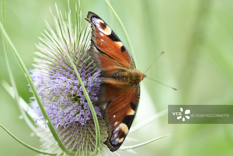 紫斑蝶栖息在大蓟上图片素材