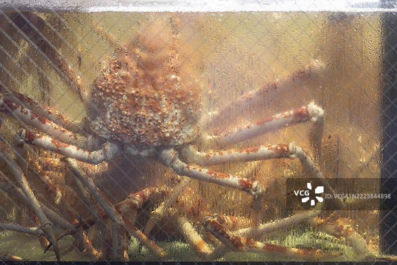 湿夜中，野毛蒸汽缸里的日本蜘蛛蟹（高足蟹）图片素材