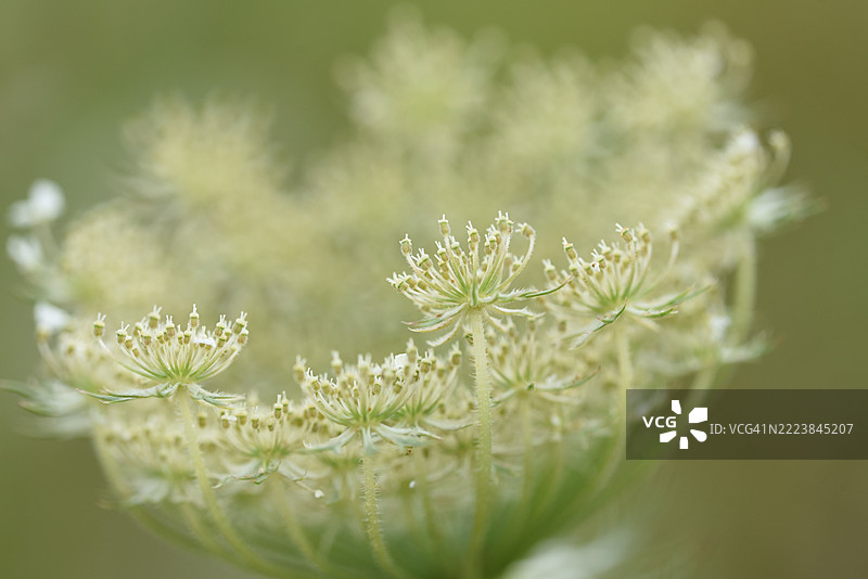 胡萝卜图片素材