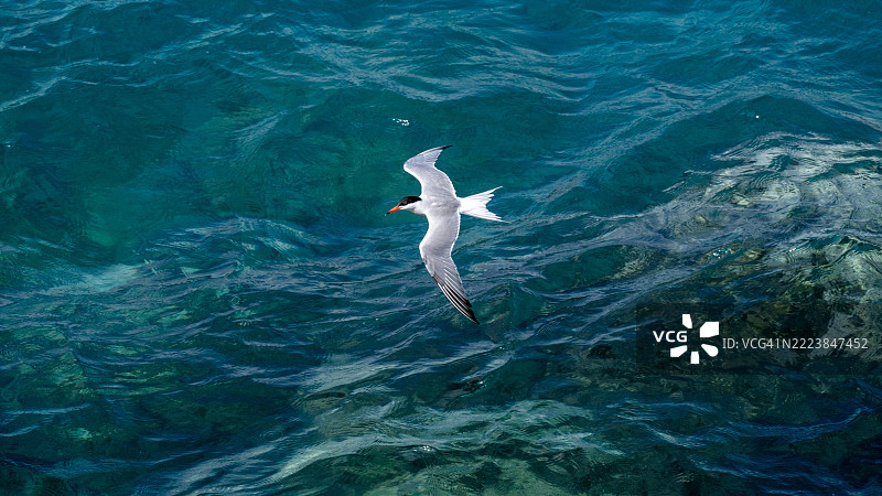 优雅的燕鸥（Sterna hirundo）在清澈的碧绿色水面上飞翔图片素材