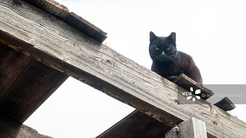 黑猫坐在木屋顶上，正盯着镜头。图片素材