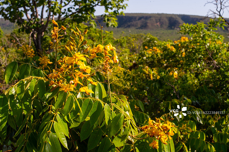 查帕达·多斯·吉马朗斯的塞拉多植被中盛开的黄色花朵图片素材