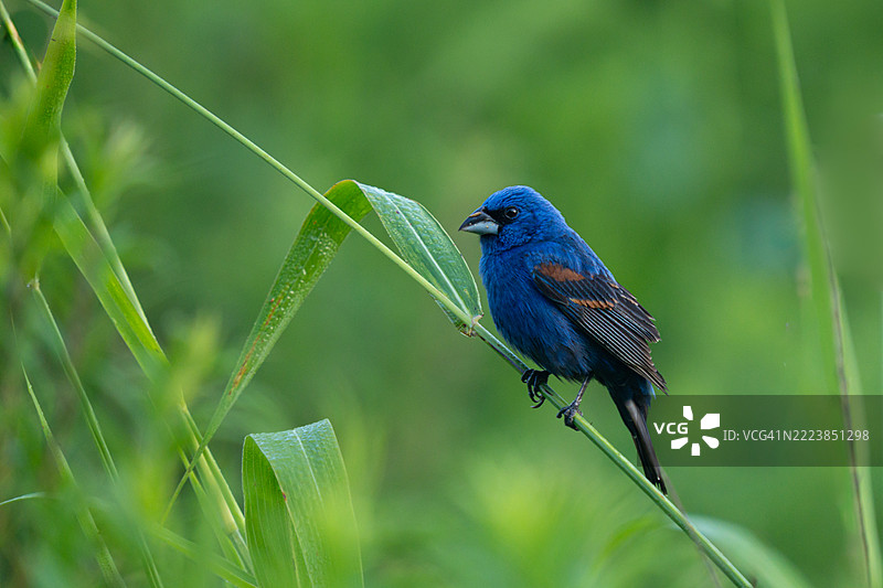 一只蓝色粗嘴雀栖息在草地上图片素材