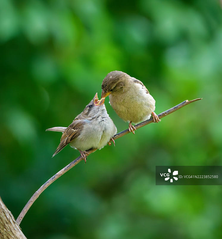 麻雀喂养幼鸟，挪威奥斯陆图片素材