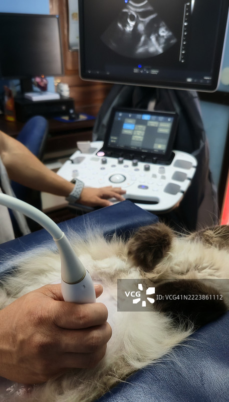 正在进行腹部超声检查的喜马拉雅猫图片素材
