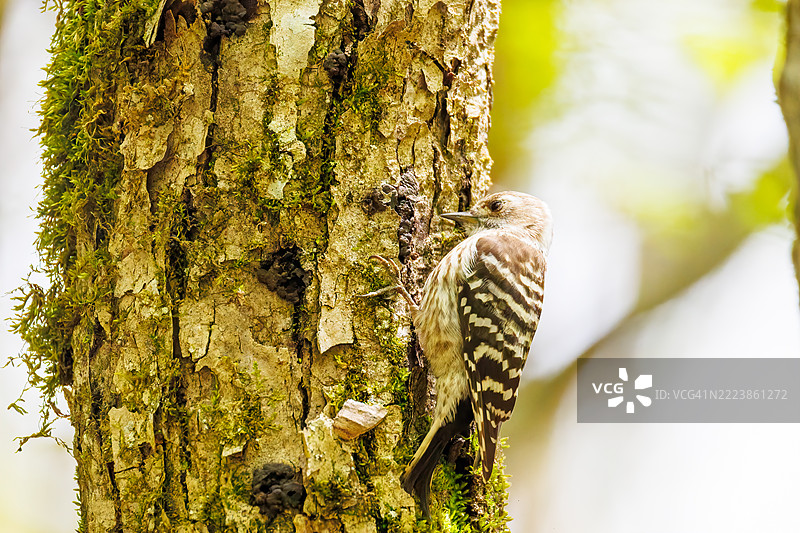 可爱的日本侏儒啄木鸟（啄木鸟科）图片素材