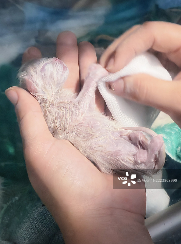新生小猫在放入保温箱前被轻柔地擦干图片素材